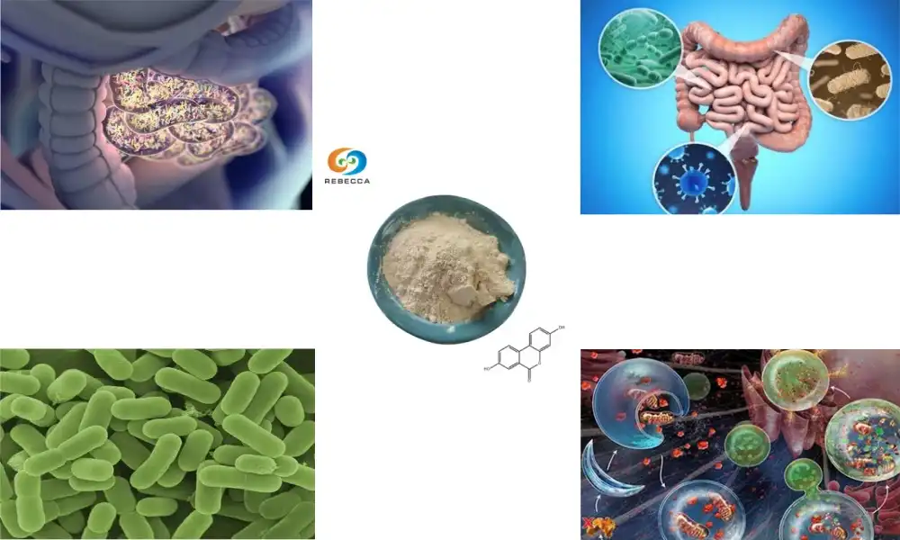 How is Urolithin A absorbed and metabolized in the body?